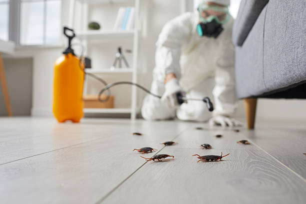 Post-Treatment Bed Bug Interceptor Monitoring in Pleasant Gap